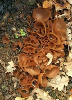 Daleomyces petersii thumbnail 2