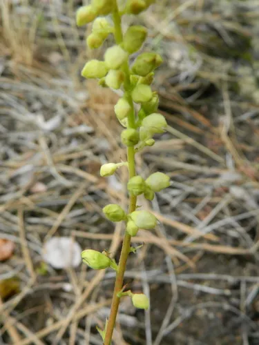 gooseberry-leaf alumroot
