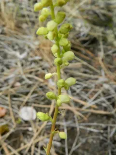 gooseberry-leaf alumroot thumbnail 1