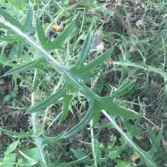 Bull Thistle thumbnail 3