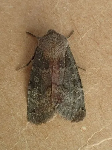 Homoglaea carbonaria
