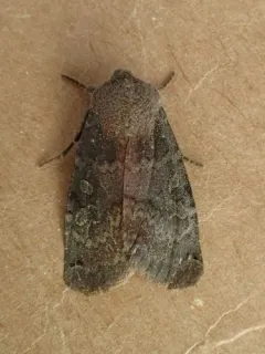 Homoglaea carbonaria thumbnail 1