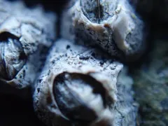 Collemopsidium sublitorale thumbnail 3