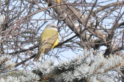 Couch's Kingbird