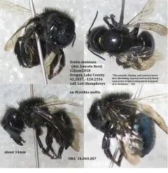 Osmia montana thumbnail 3