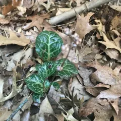 American wintergreen thumbnail 3
