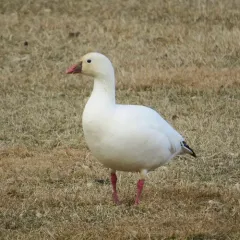 Ross's Goose thumbnail 3