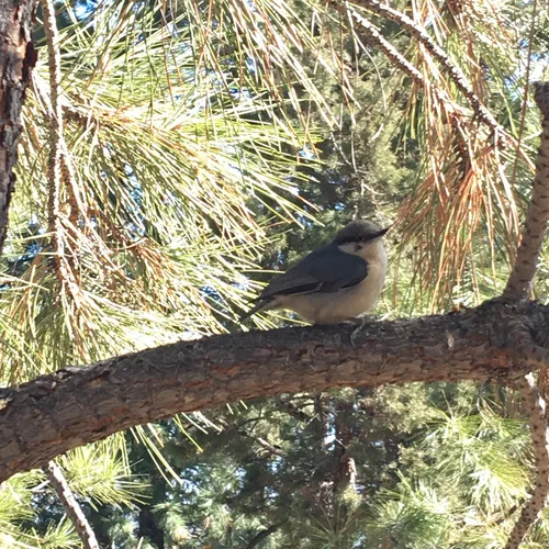 Pygmy Nuthatch