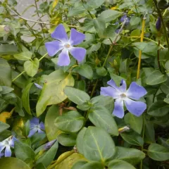 greater periwinkle thumbnail 1