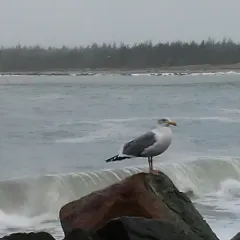 Western Gull thumbnail 3