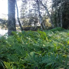 licorice fern thumbnail 2
