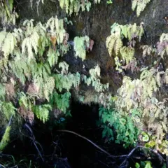 western maidenhair fern thumbnail 2