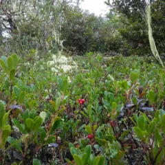 bearberry thumbnail 2