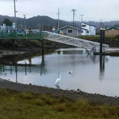 Great Egret thumbnail 2