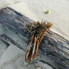 Sea Palm thumbnail 1