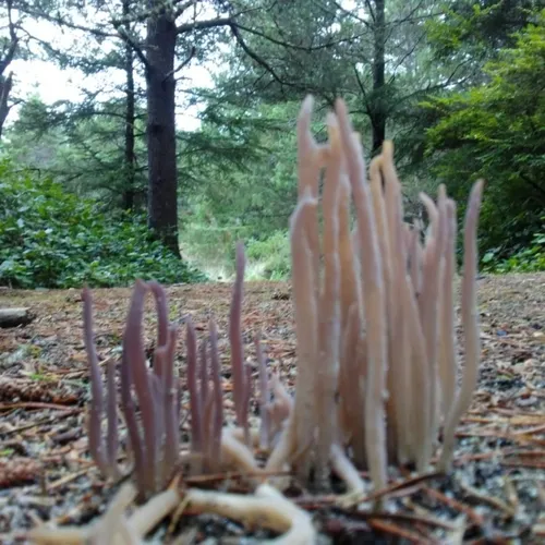 Purple Spindles