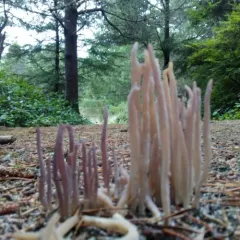 Purple Spindles thumbnail 1
