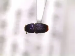 Apple Tree Beetle thumbnail 3