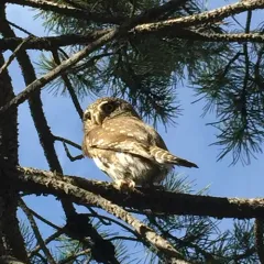 Northern Pygmy-Owl thumbnail 2