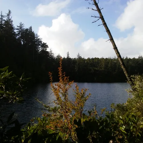 Evergreen Huckleberry