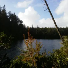 Evergreen Huckleberry thumbnail 1