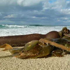 Bull Kelp thumbnail 3