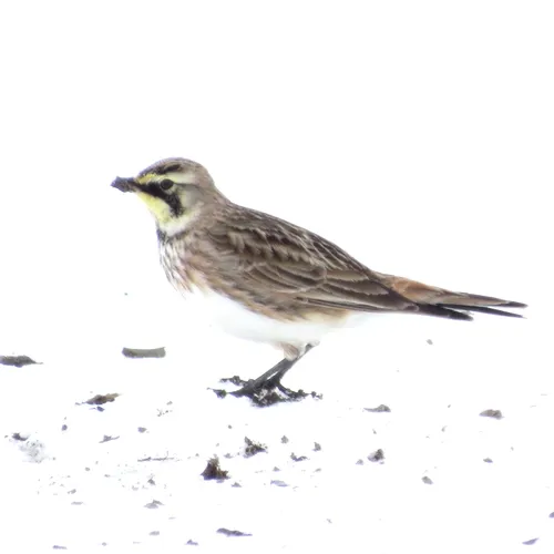 Horned Lark