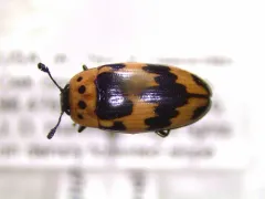 Four-spotted Fungus Beetle thumbnail 4