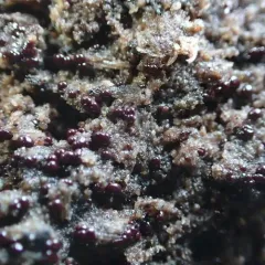 Cribraria cancellata thumbnail 2