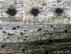 Dinemasporium decipiens thumbnail 3