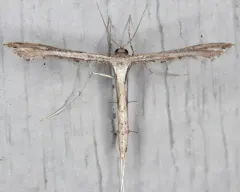 Sweet Broom Plume Moth thumbnail 2