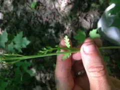 Michigan moonwort thumbnail 2
