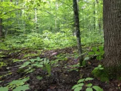 little goblin moonwort thumbnail 2