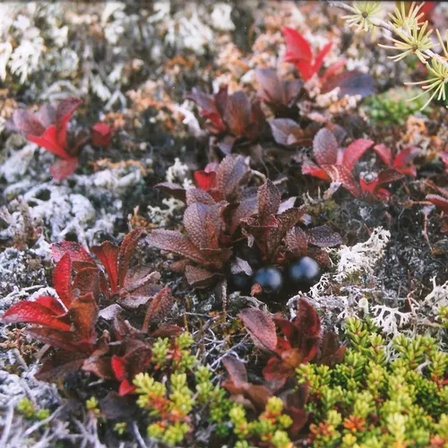 alpine bearberry