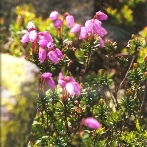 Blue Mountain-heath