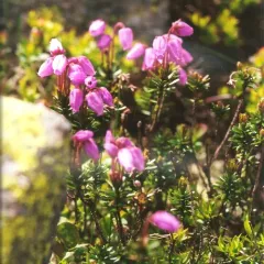 Blue Mountain-heath thumbnail 1