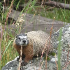 Yellow-bellied Marmot thumbnail 4