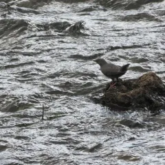 American Dipper thumbnail 4