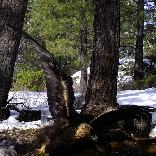 Golden Eagle