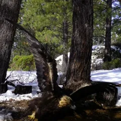 Golden Eagle thumbnail 1