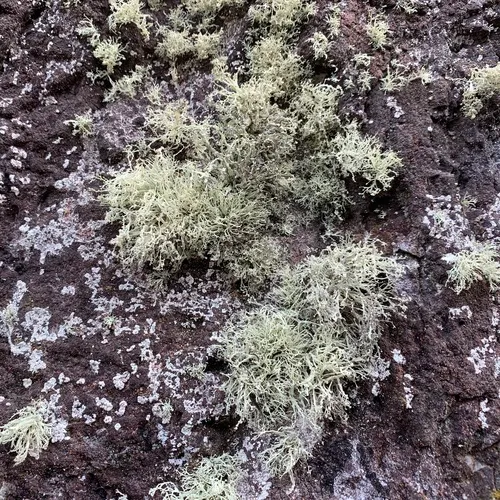 Rock Bushy Lichen