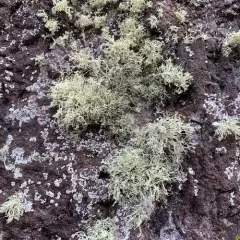 Rock Bushy Lichen thumbnail 1