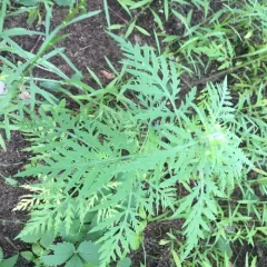 common ragweed thumbnail 5
