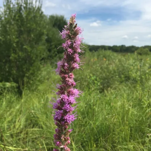 prairie blazing star