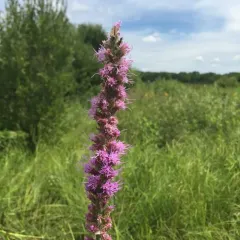 prairie blazing star thumbnail 1