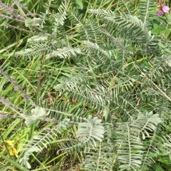 leadplant thumbnail 2