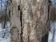 bronze birch borer thumbnail 2