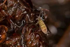 Isotomurus bimus thumbnail 2