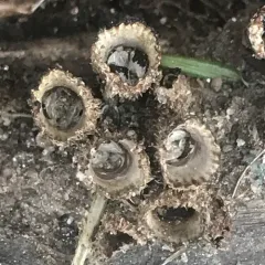 fluted bird's nest fungus thumbnail 4