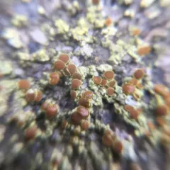 Sulphur Firedot thumbnail 3